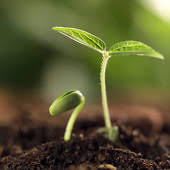 Il piccolo germoglio