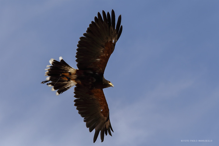 le-ali-della-libertc3a0